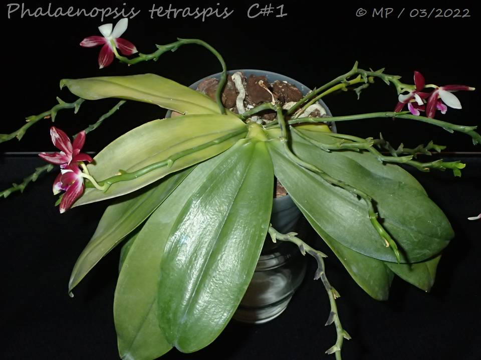 Phalaenopsis tetraspis 'C#1' Diapos10