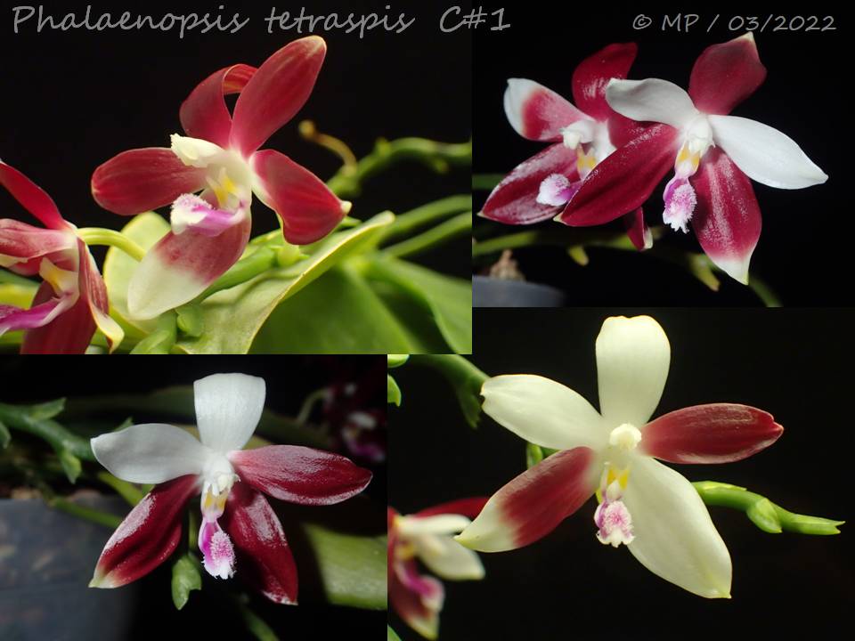 Phalaenopsis tetraspis 'C#1' Diapos11