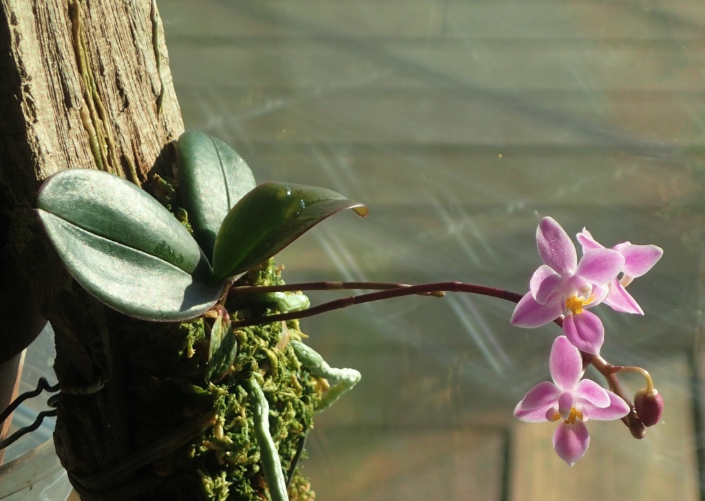 Phalaenopsis equestris Equest11