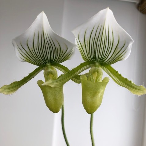 Paphiopedilum Maudiae Green  Img_1912