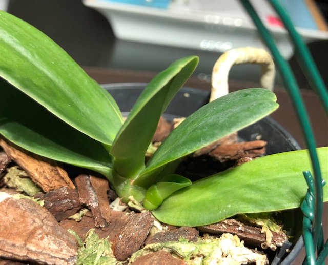 Phalaenopsis Little one (Sedirea japonica x Vandopsis parishii) Img_1916