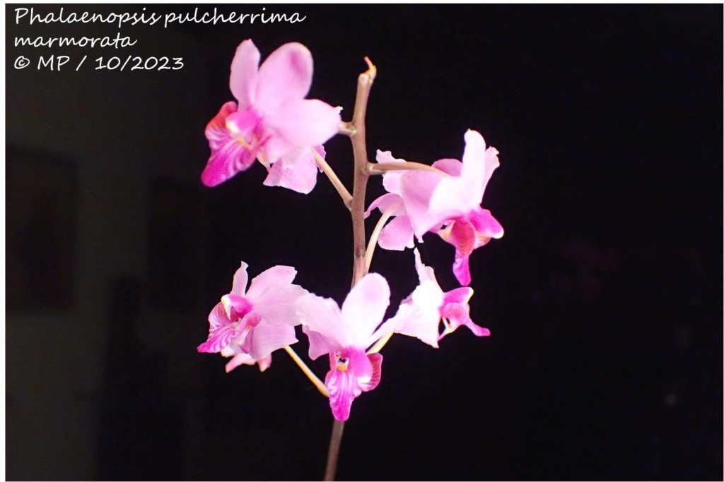 Phalaenopsis pulcherrima var. marmorata Marmor10