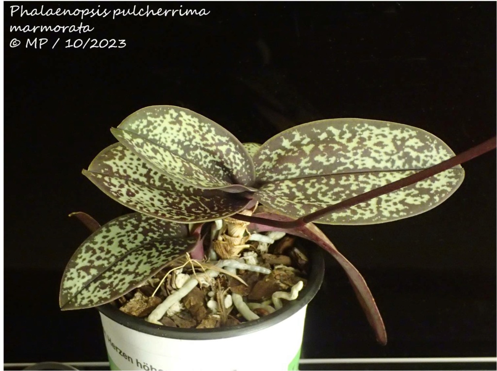 Phalaenopsis pulcherrima var. marmorata Marmor12