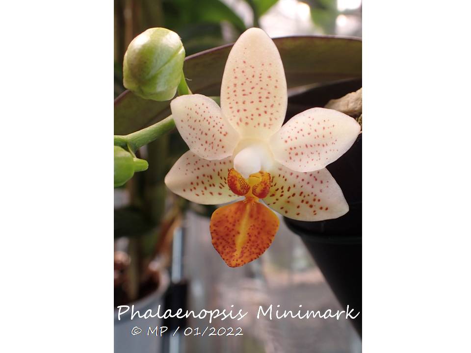 Phalaenopsis Mini Mark Minima10
