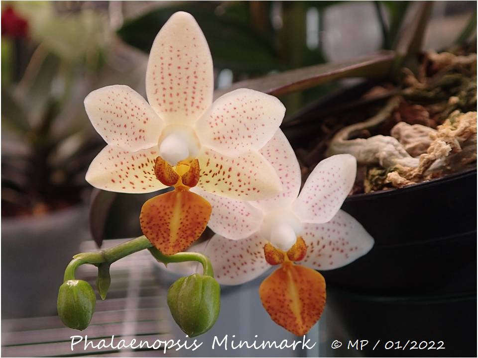 Phalaenopsis Mini Mark Minima11
