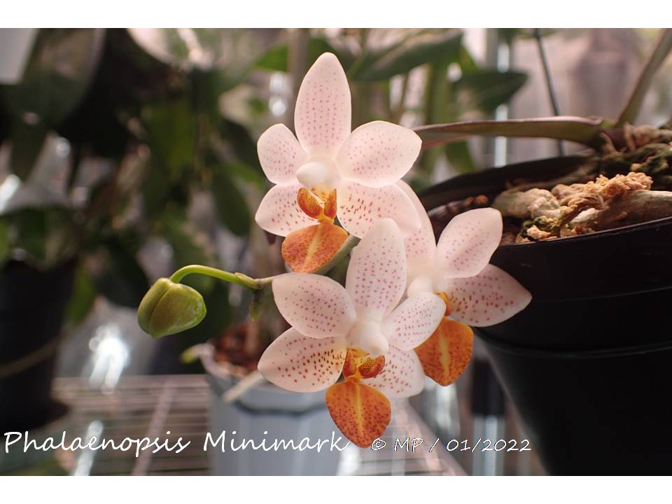 Phalaenopsis Mini Mark Minima13