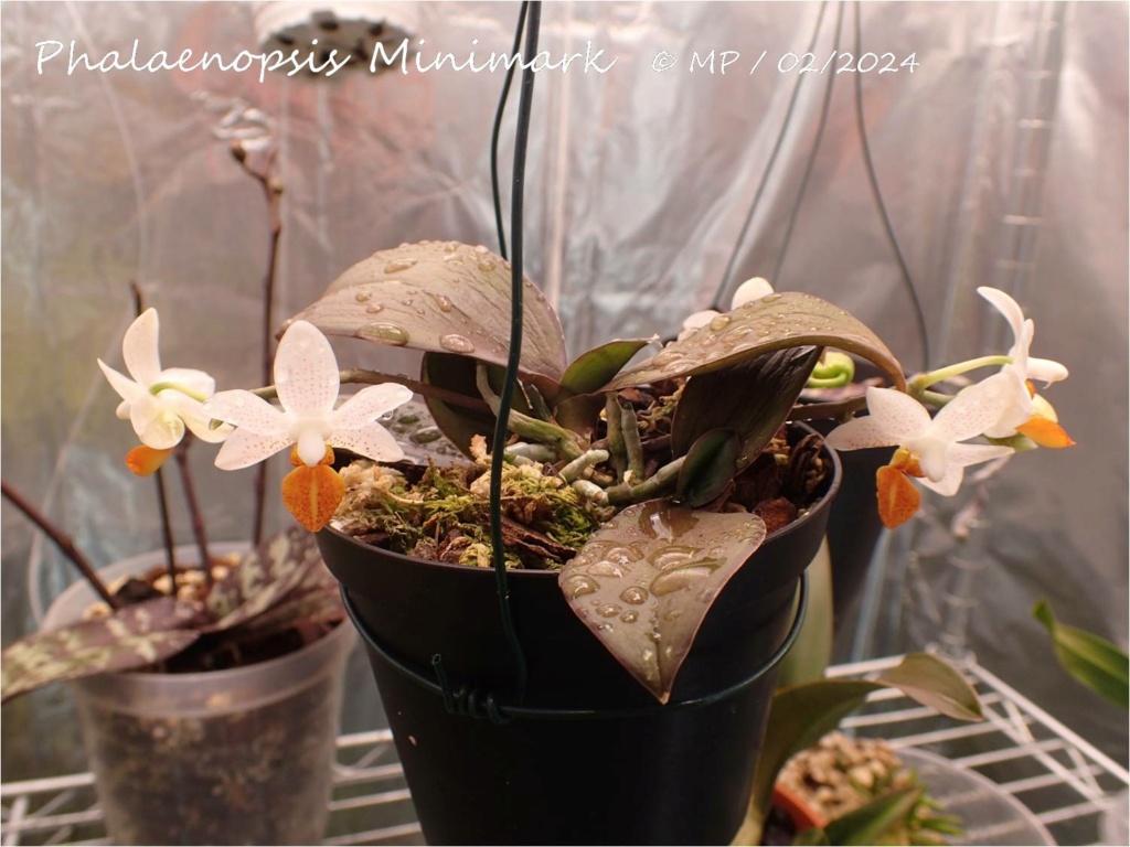 Phalaenopsis Mini Mark Minima15