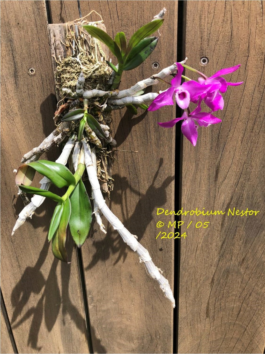 Dendrobium Nestor (parishii x anosmum) Nestor13