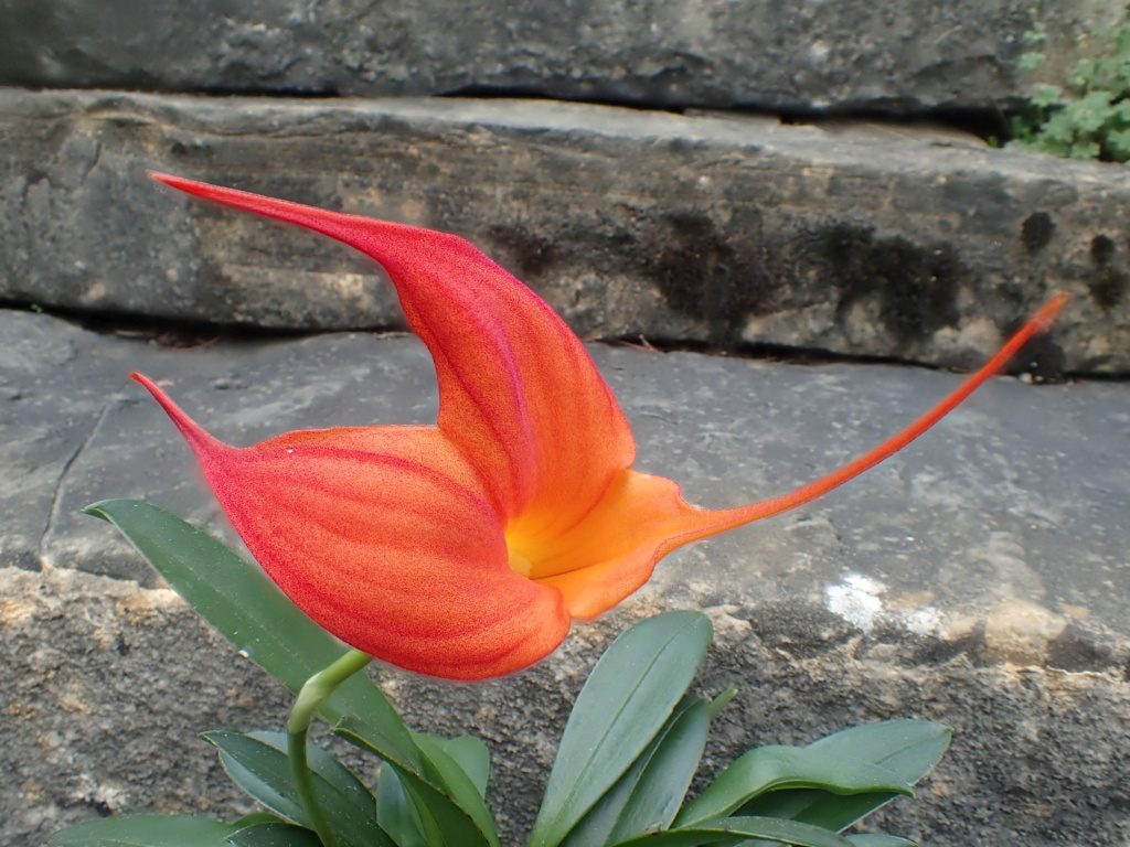 Masdevallia hybride orange P7040013