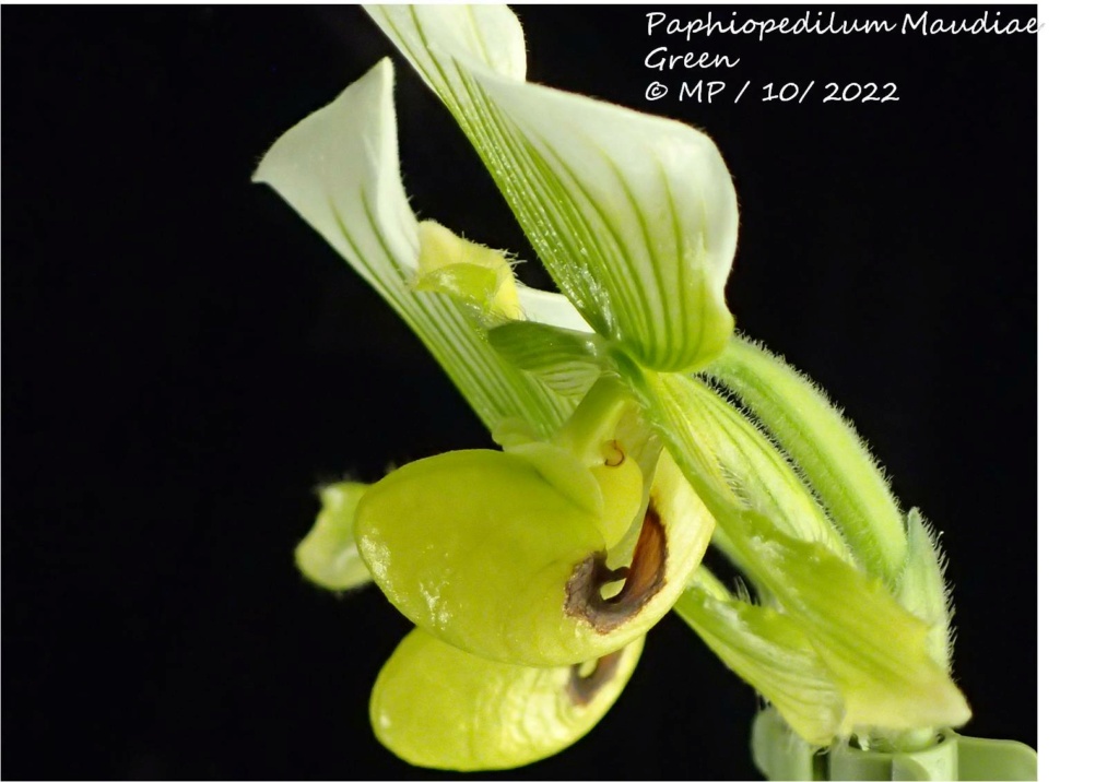 Paphiopedilum Maudiae Green  Paph_m12