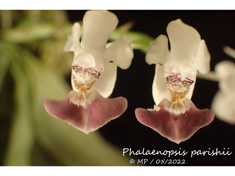 Phalaenopsis parishii Parish10