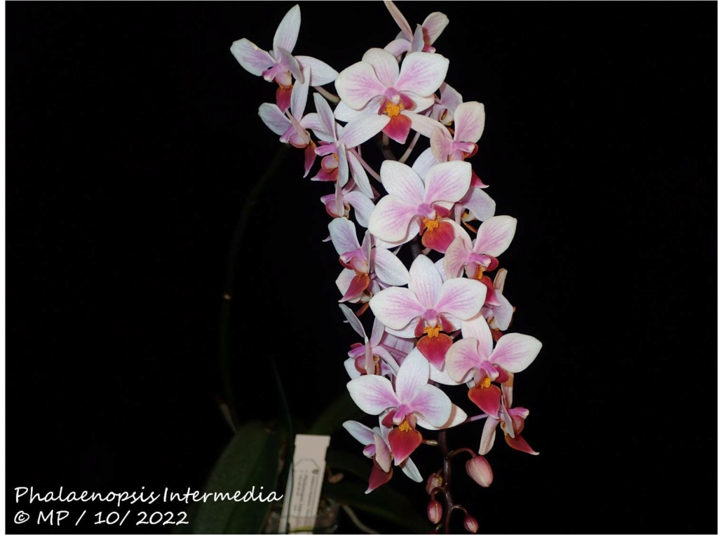 Phalaenopsis Intermedia (equestris x aphrodite) Phal_i13