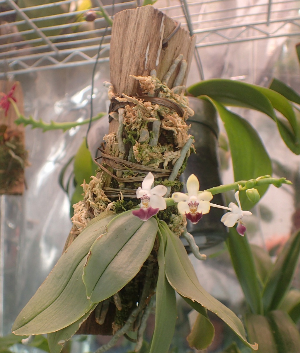 Phalaenopsis parishii Phal_p10