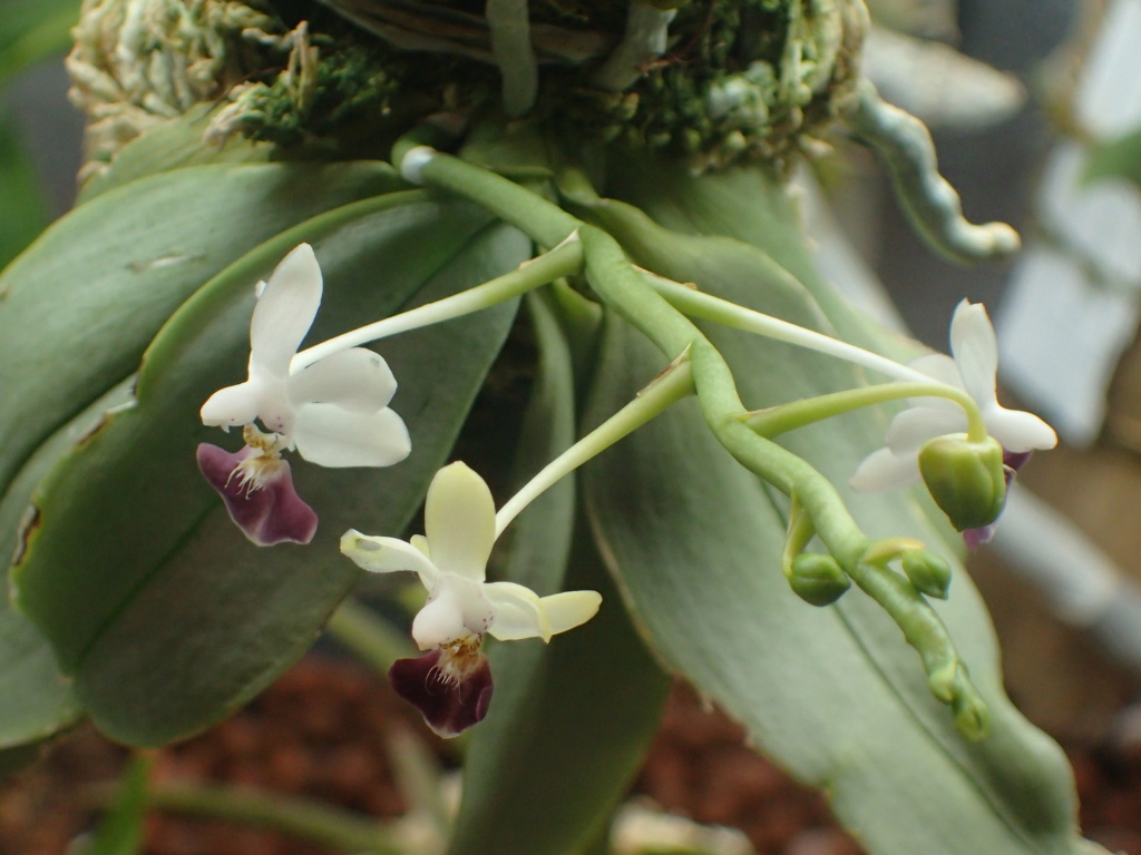 Phalaenopsis parishii Phal_p12