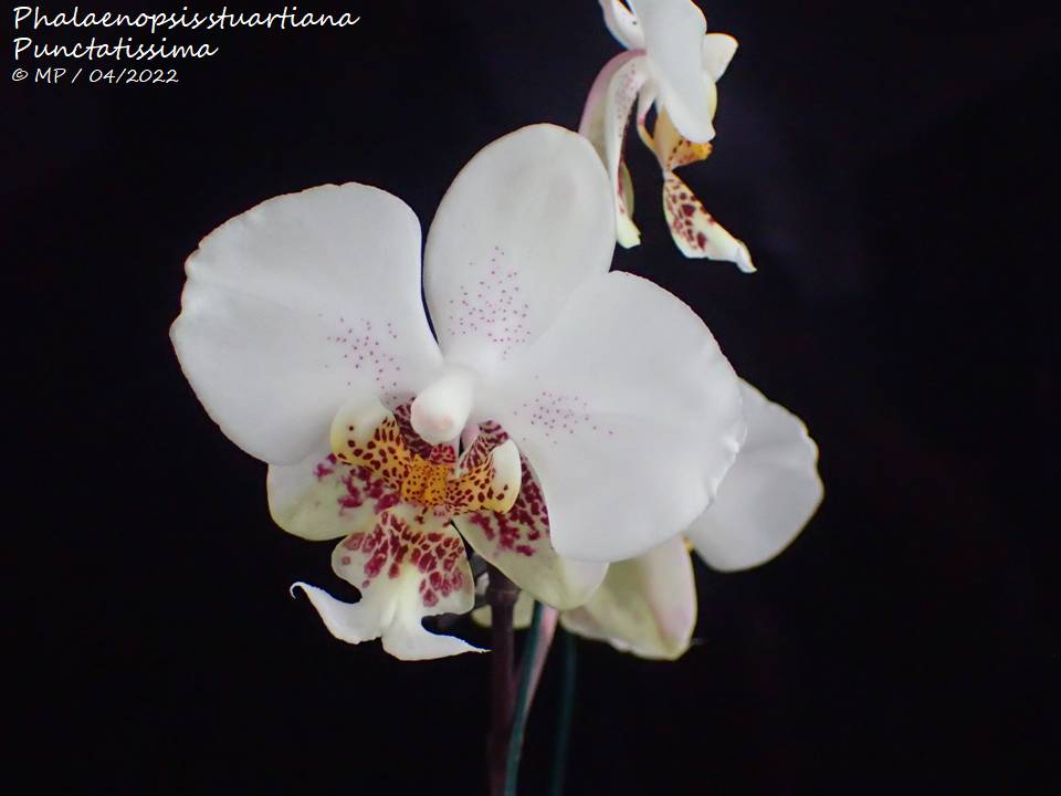 Phalaenopsis stuartiana var punctatissima Phal_s14