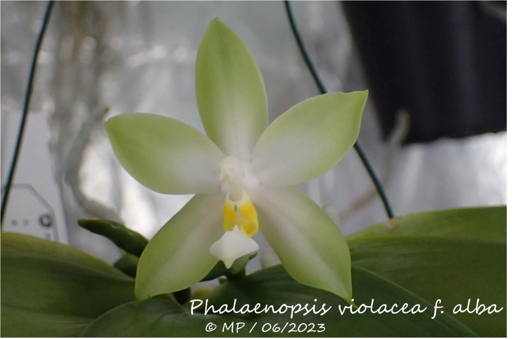 Phalaenopsis violacea f. alba Phal_v11