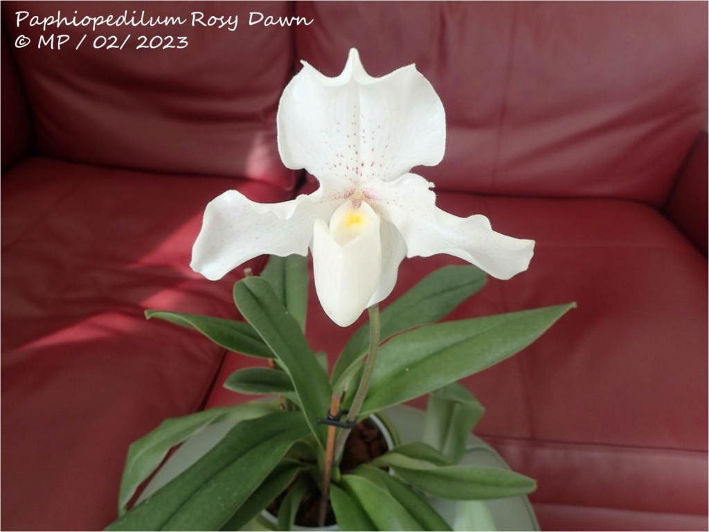 Paphiopedilum Rosy Dawn - Page 4 Rosy_d14