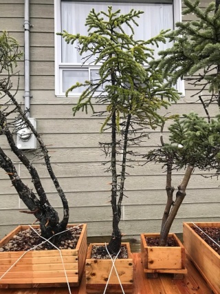 Picea Mariana (Black Spruce) and Larix Laricina (Tamarack) Collected Fall 2021. SPRING UPDATE *Larix pushing new needles!* Black_10