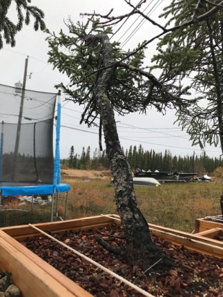 Picea Mariana (Black Spruce) and Larix Laricina (Tamarack) Collected Fall 2021. SPRING UPDATE *Larix pushing new needles!* Black_11