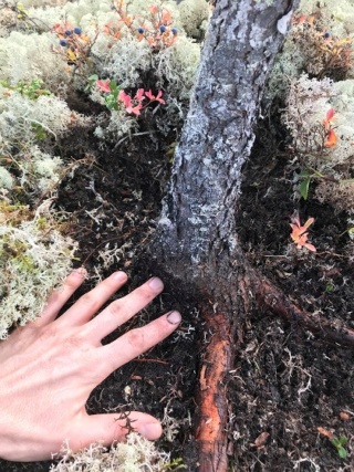 Picea Mariana (Black Spruce) and Larix Laricina (Tamarack) Collected Fall 2021. SPRING UPDATE *Larix pushing new needles!* Black_12