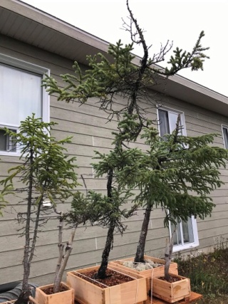 Picea Mariana (Black Spruce) and Larix Laricina (Tamarack) Collected Fall 2021. SPRING UPDATE *Larix pushing new needles!* Black_13