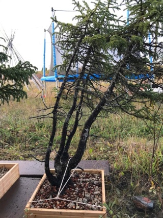Picea Mariana (Black Spruce) and Larix Laricina (Tamarack) Collected Fall 2021. SPRING UPDATE *Larix pushing new needles!* Black_15