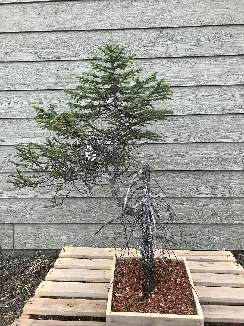 Picea Mariana (Black Spruce) and Larix Laricina (Tamarack) Collected Fall 2021. SPRING UPDATE *Larix pushing new needles!* Blacks10