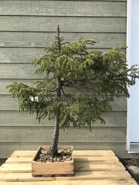 Picea Mariana (Black Spruce) and Larix Laricina (Tamarack) Collected Fall 2021. SPRING UPDATE *Larix pushing new needles!* Img-9210