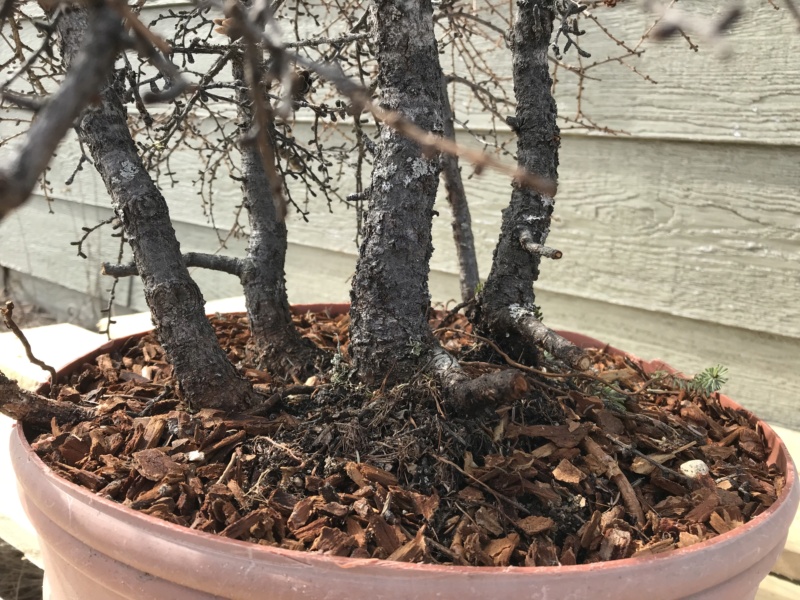 Picea Mariana (Black Spruce) and Larix Laricina (Tamarack) Collected Fall 2021. SPRING UPDATE *Larix pushing new needles!* Img-9212