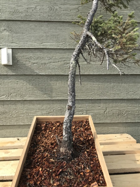 Picea Mariana (Black Spruce) and Larix Laricina (Tamarack) Collected Fall 2021. SPRING UPDATE *Larix pushing new needles!* Img-9215