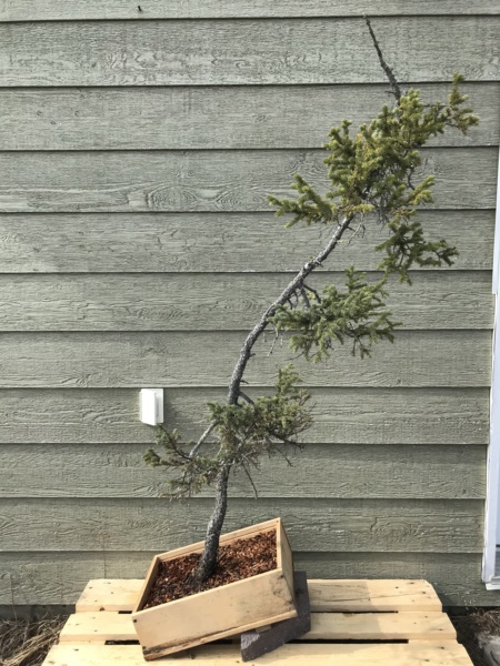 Picea Mariana (Black Spruce) and Larix Laricina (Tamarack) Collected Fall 2021. SPRING UPDATE *Larix pushing new needles!* Img-9216