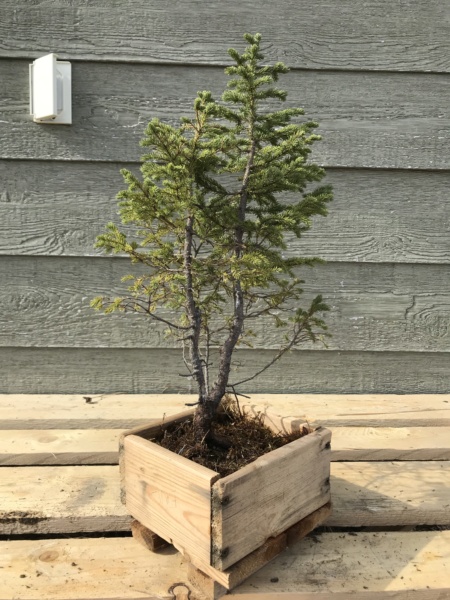 Picea Mariana (Black Spruce) and Larix Laricina (Tamarack) Collected Fall 2021. SPRING UPDATE *Larix pushing new needles!* Img-9311