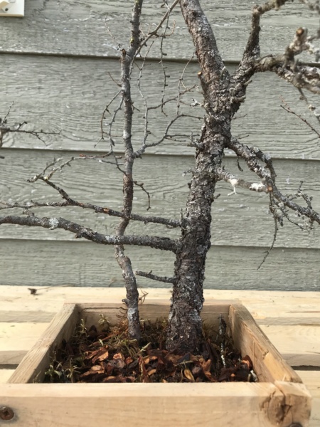 Picea Mariana (Black Spruce) and Larix Laricina (Tamarack) Collected Fall 2021. SPRING UPDATE *Larix pushing new needles!* Img-9313