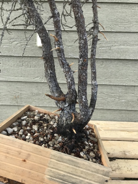 Picea Mariana (Black Spruce) and Larix Laricina (Tamarack) Collected Fall 2021. SPRING UPDATE *Larix pushing new needles!* Img-9315