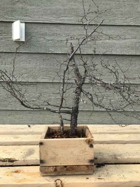 Picea Mariana (Black Spruce) and Larix Laricina (Tamarack) Collected Fall 2021. SPRING UPDATE *Larix pushing new needles!* Img-9316