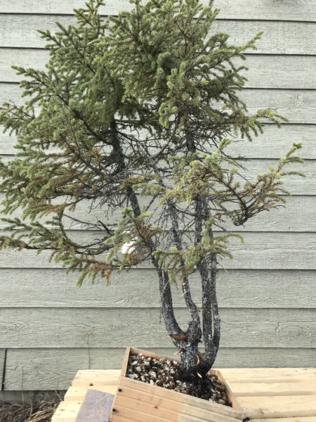 Picea Mariana (Black Spruce) and Larix Laricina (Tamarack) Collected Fall 2021. SPRING UPDATE *Larix pushing new needles!* Img-9317
