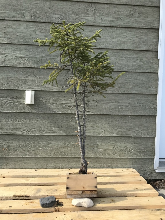 Black Spruce (Picea mariana) Img-9319