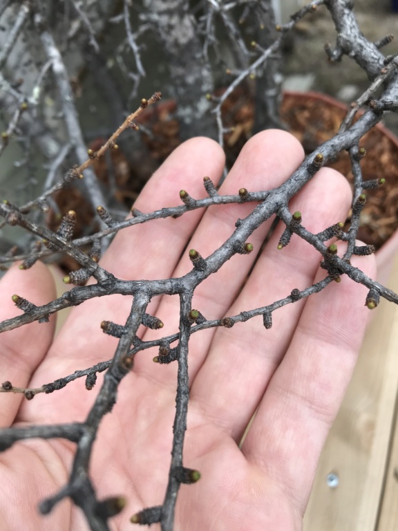 Picea Mariana (Black Spruce) and Larix Laricina (Tamarack) Collected Fall 2021. SPRING UPDATE *Larix pushing new needles!* Img-9410