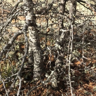 Picea Mariana (Black Spruce) and Larix Laricina (Tamarack) Collected Fall 2021. SPRING UPDATE *Larix pushing new needles!* Tamara10