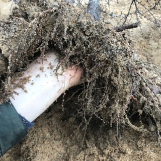 Picea Mariana (Black Spruce) and Larix Laricina (Tamarack) Collected Fall 2021. SPRING UPDATE *Larix pushing new needles!* Tamara12