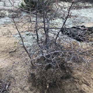 Picea Mariana (Black Spruce) and Larix Laricina (Tamarack) Collected Fall 2021. SPRING UPDATE *Larix pushing new needles!* Tamara13