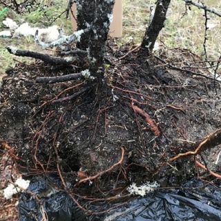 Picea Mariana (Black Spruce) and Larix Laricina (Tamarack) Collected Fall 2021. SPRING UPDATE *Larix pushing new needles!* Tamara15