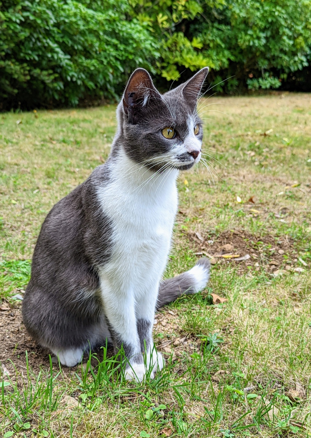 Shibi, mâle gris & blanc, né en aout 2021 Pxl_2019