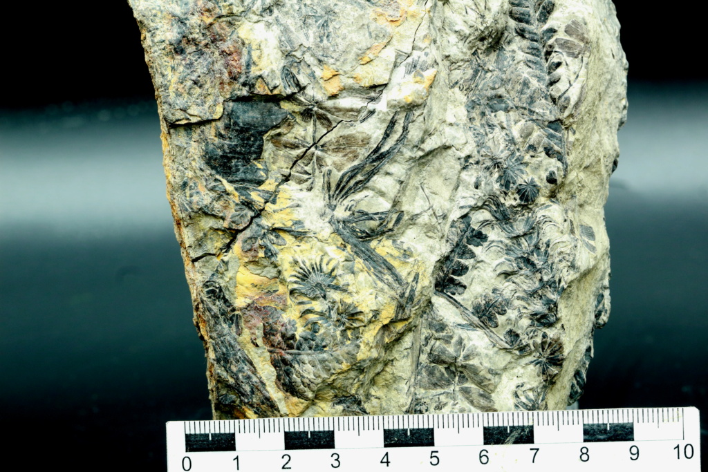 cingularia y otros restos no identificados  mina de Tremor Img_0742