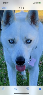 Isabella white husky sales