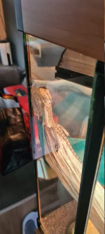 Mon pogona dors debout . 20230412