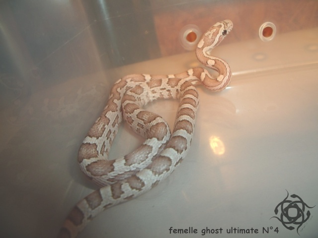 pantherophis guttatus ghost & ghost ultimate Numero10