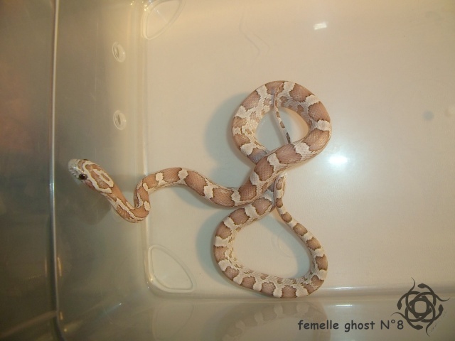 pantherophis guttatus ghost & ghost ultimate Numero16