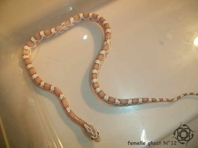 pantherophis guttatus ghost & ghost ultimate Numero20