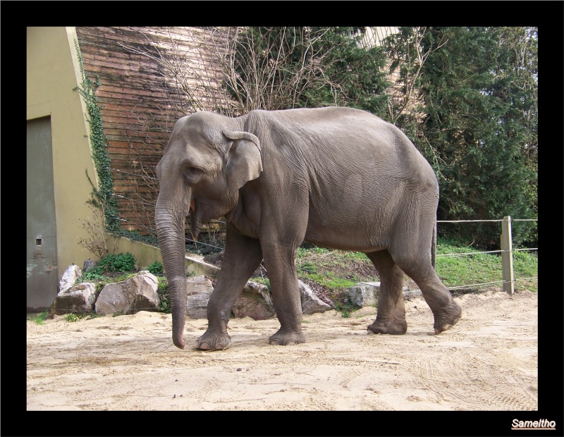 Les elephants (Elephas maximus) 024210